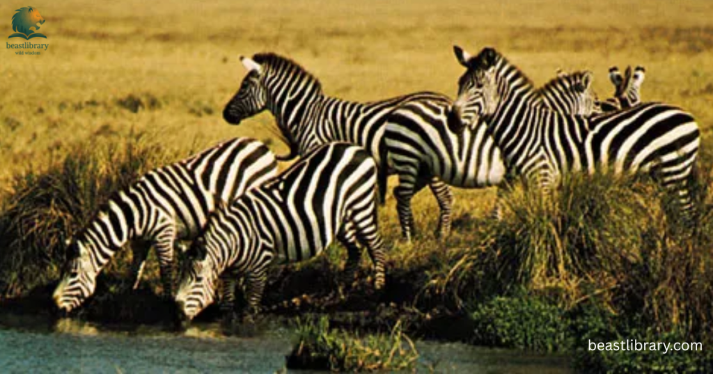 Animals that Drink a lot of Water
