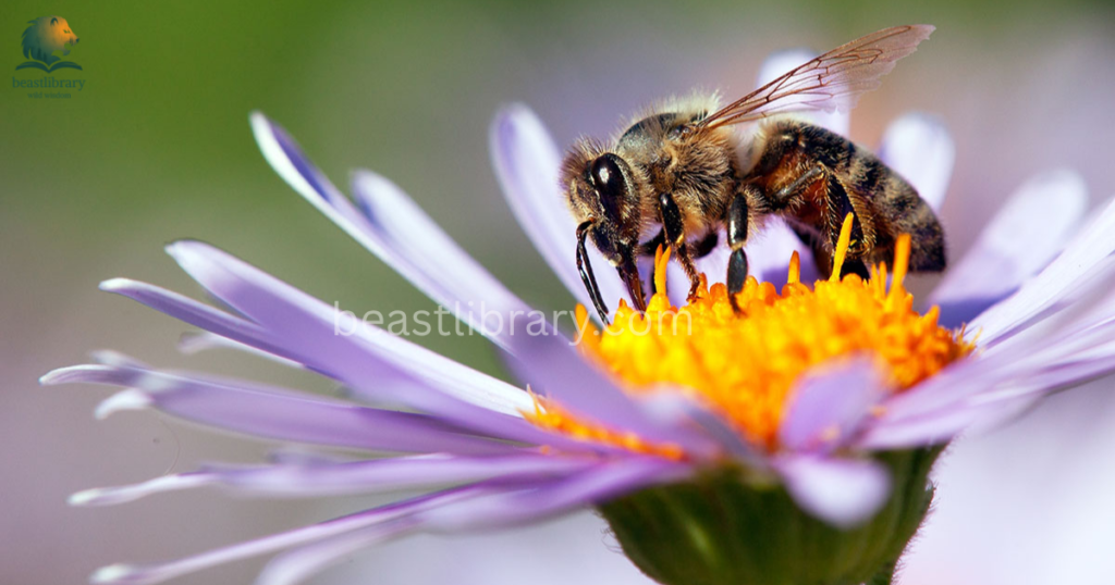 Grumpy Animals in The World- african honey bee