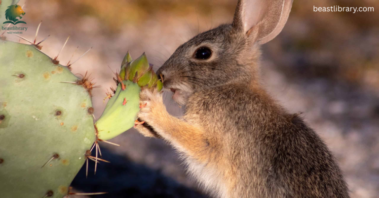 Animals that eats Cactus