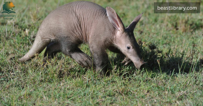 Animals with Trunks
