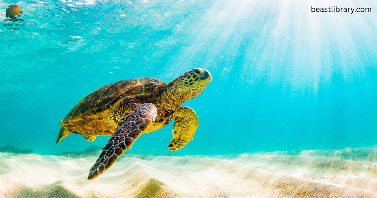 Animals with Flippers