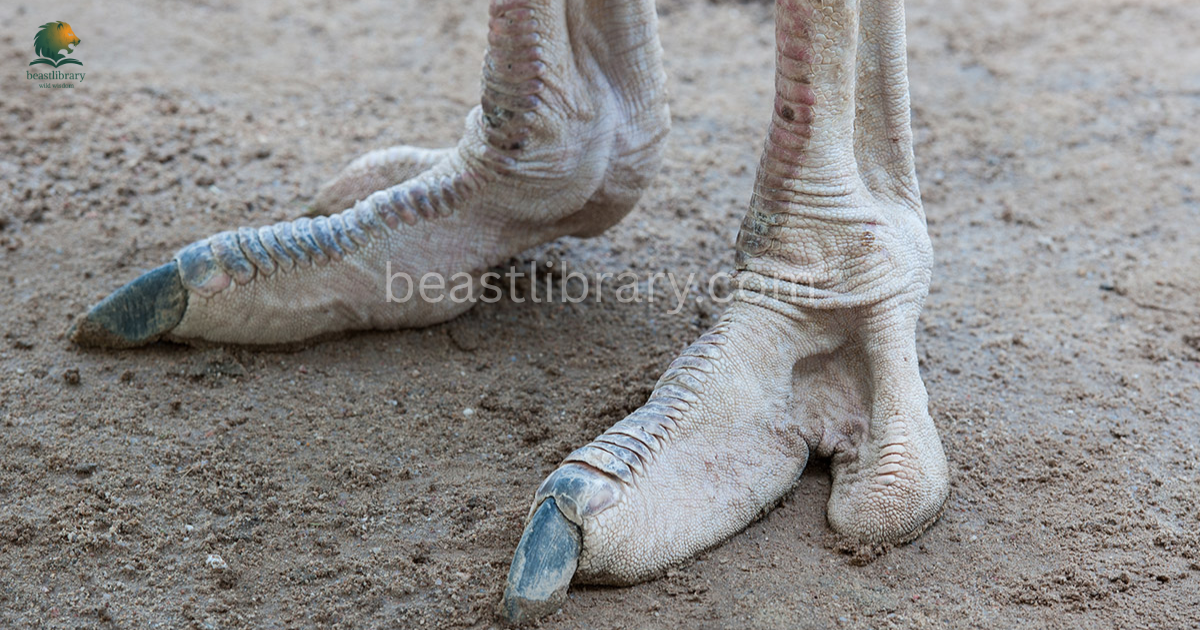 Animals with long feet
