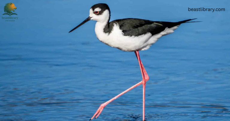 Animals With Long Legs