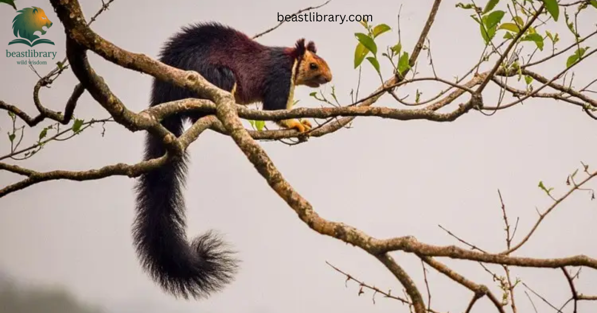 Animals With Long Tail