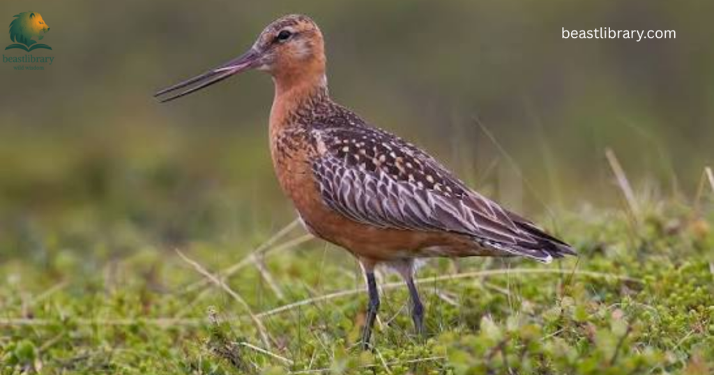 Animals That Eat a Lot-godwits