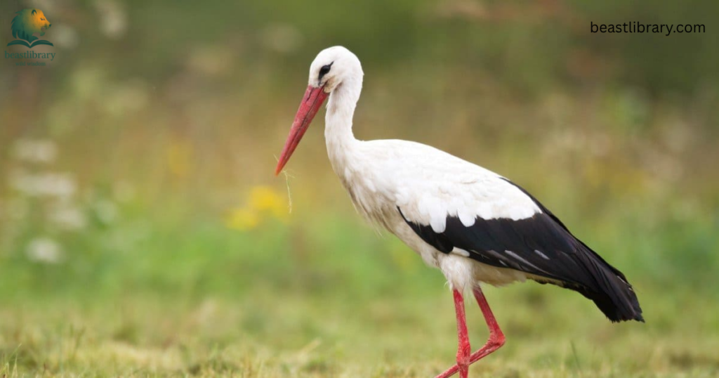 Animals With Long Legs-stork