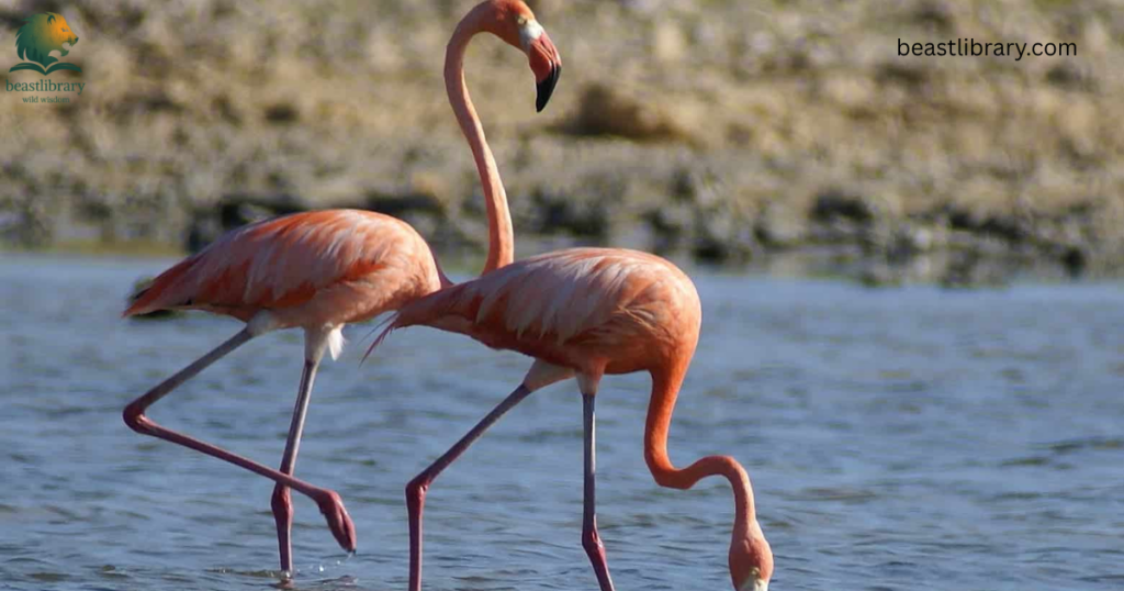 Animals With Long Legs-flamingo