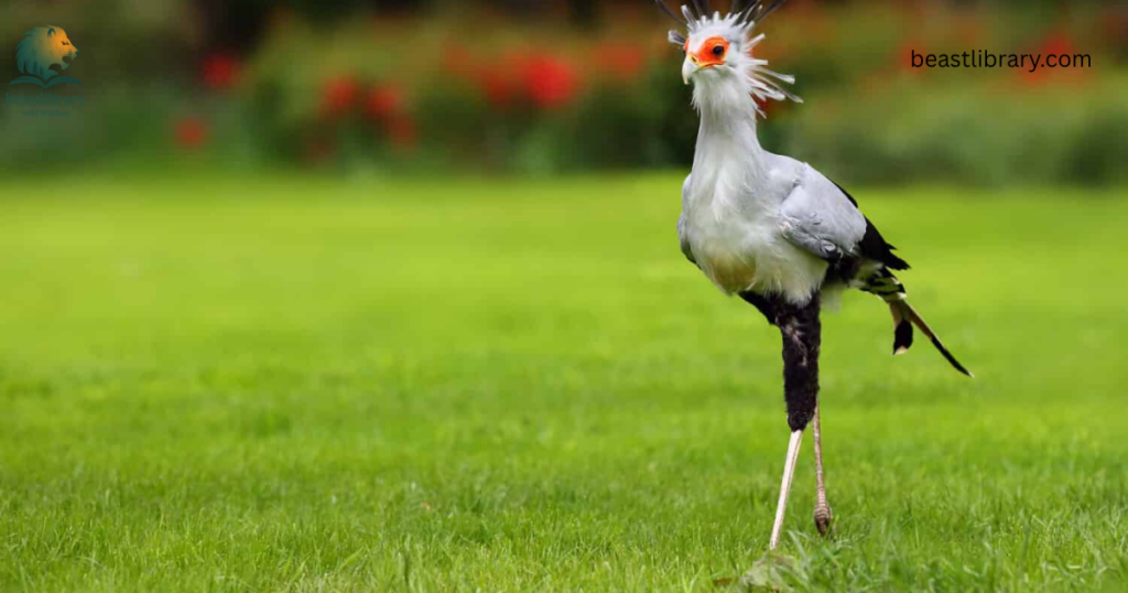 Animals With Long Legs-Secretary bird