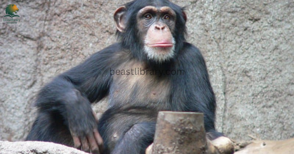 Animals That Eat Monkeys - chimpanzee