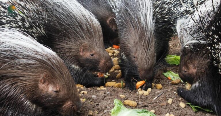 Porcupines Live In Georgia