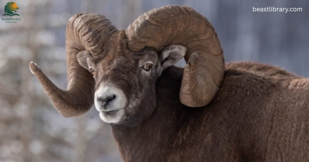 Animals That Eat Cactus-Bighorn sheep