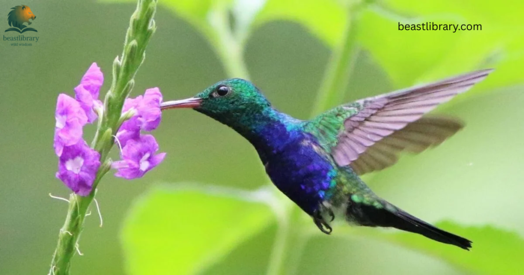 Animals That Eat a Lot-humming bird