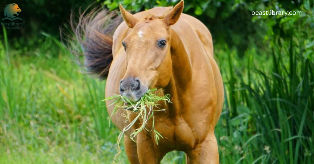 Animals That Eat a Lot-horse