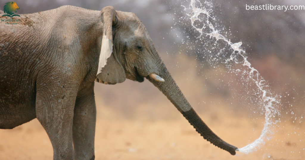 Animals with Trunks- elephant