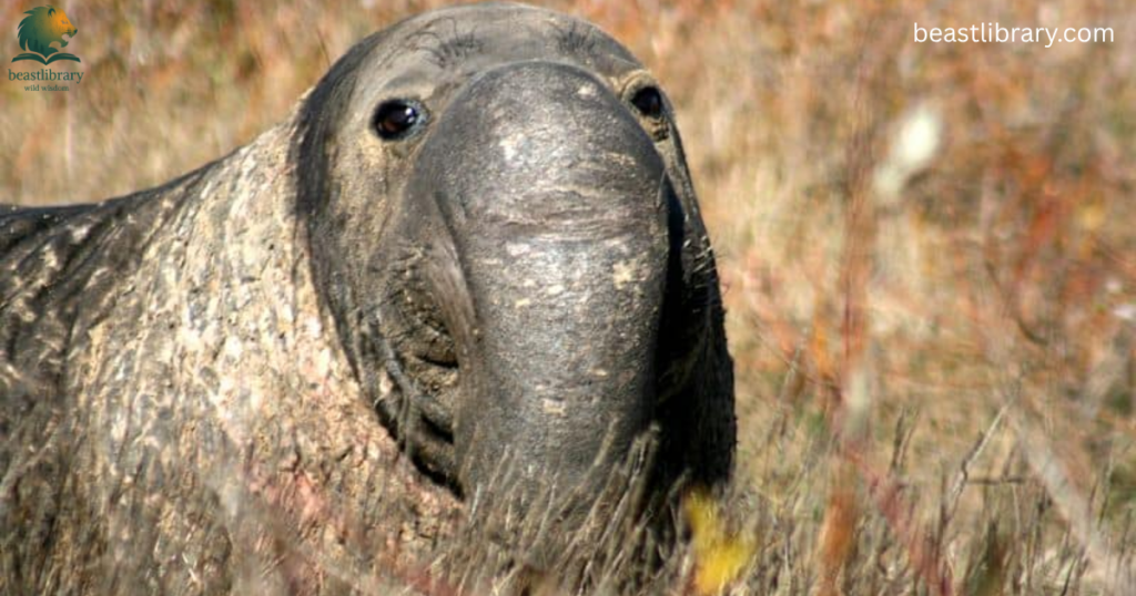 Animals with Trunks- elephant seal