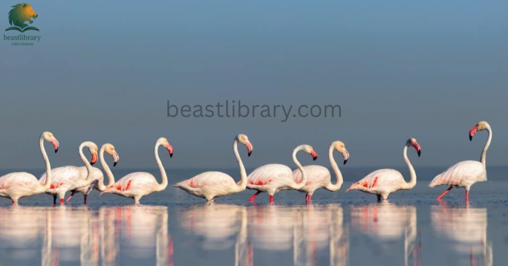 flamingos- Animals With Lowest IQ