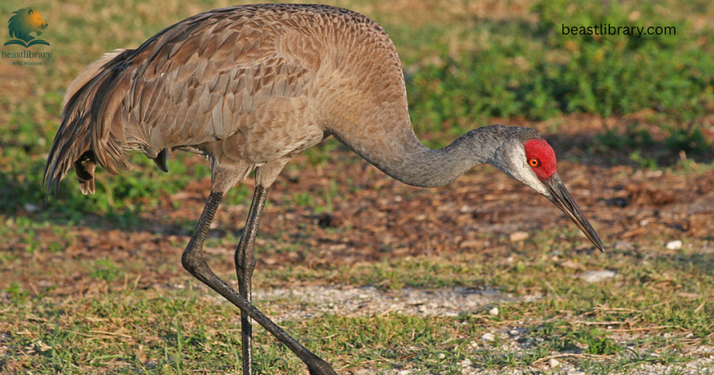 Animals With Long Legs-Crane