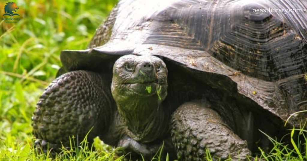 Animals That Eat Cactus-Galapogas tortoise