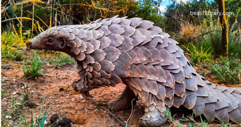 Giant pangolin- Quiet Animals
