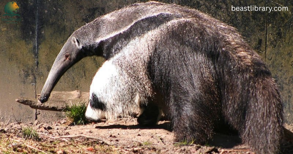 Animals with Trunks- giant anteater
