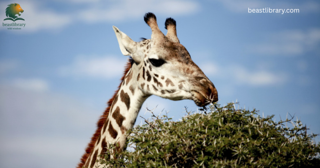 Animals That Eat a Lot-giraffe