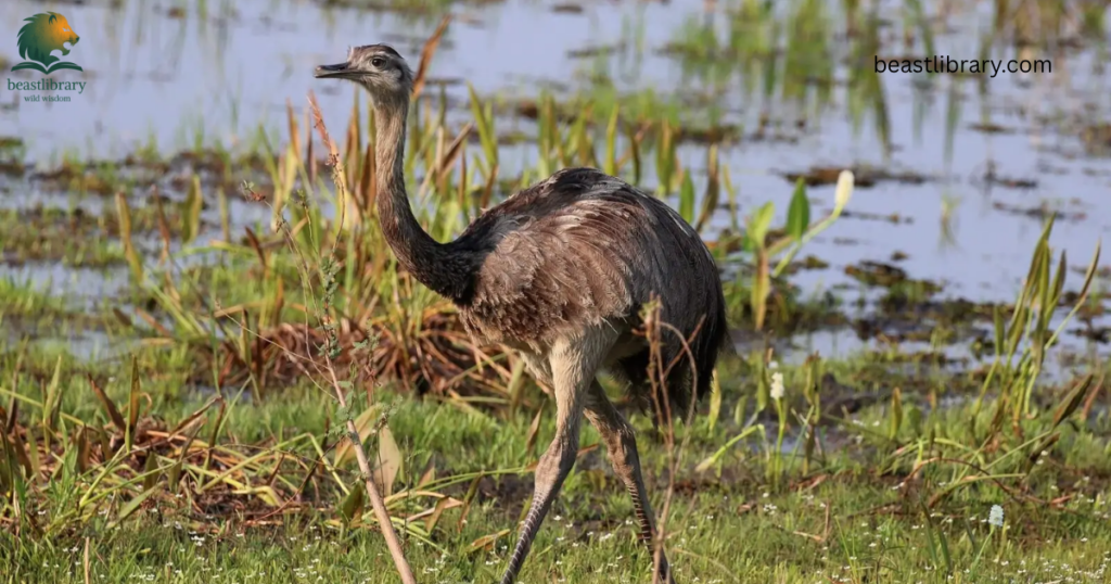 Animals With Long Legs-greater rhea