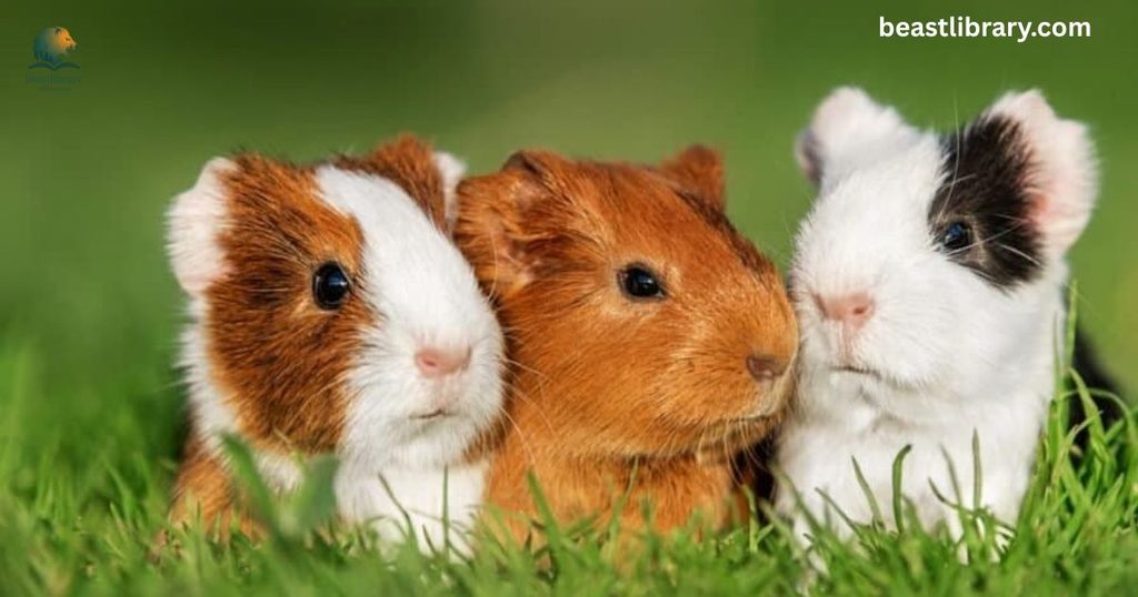 Guinea Pig