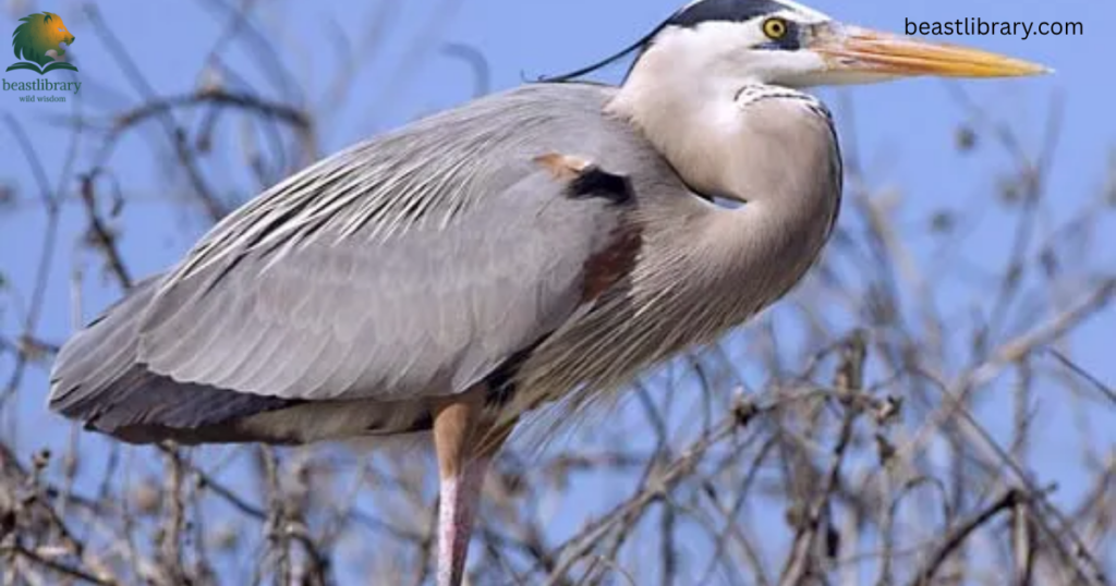 Animals With Long Legs-heron