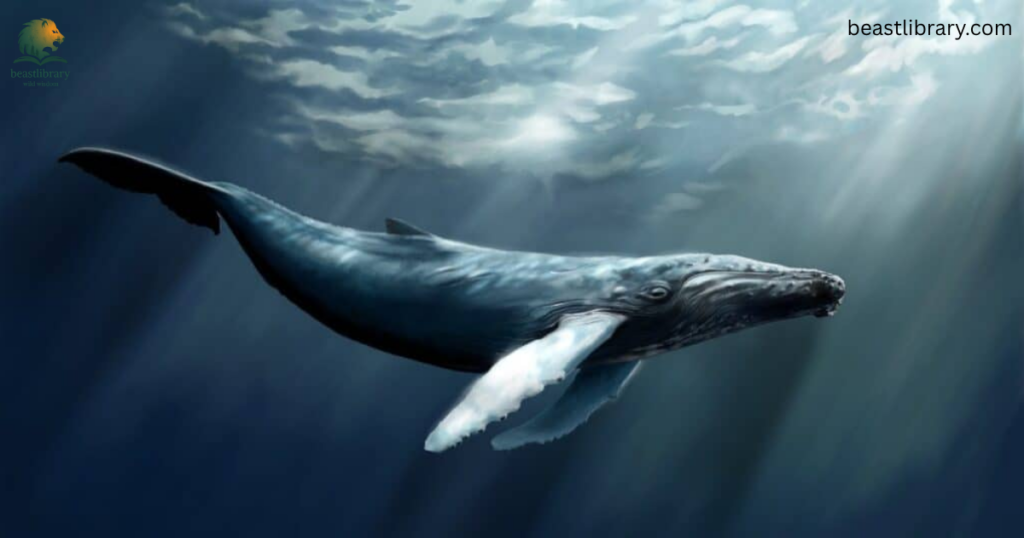 Animals With Flippers