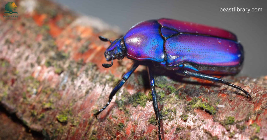 smelly animals- dung beetle