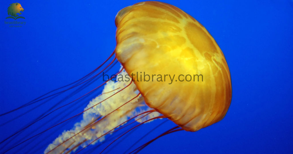 jellyfish- Animals With Lowest IQ