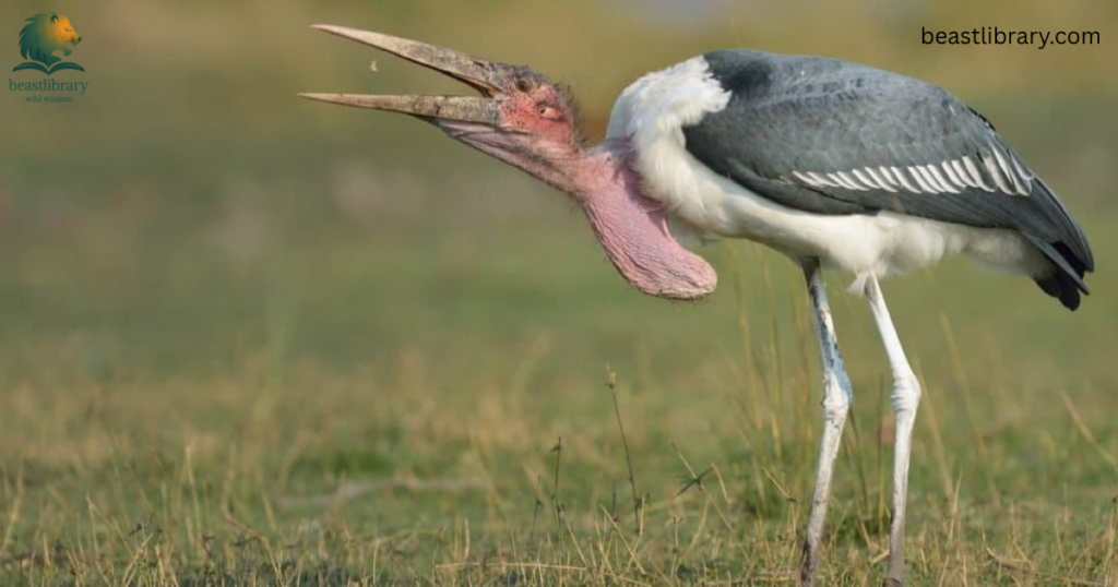 Animals With Long Legs-marabou