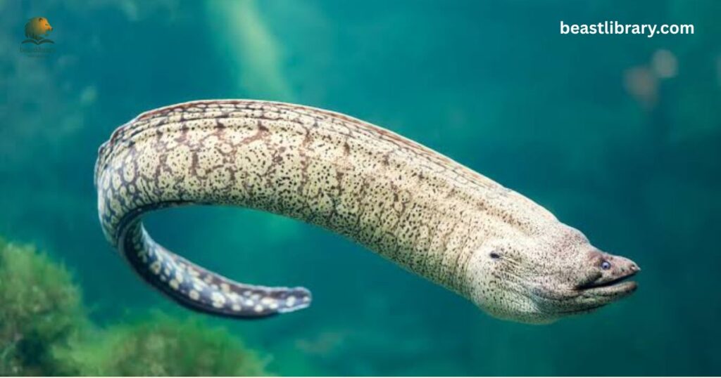 Eels animals without legs