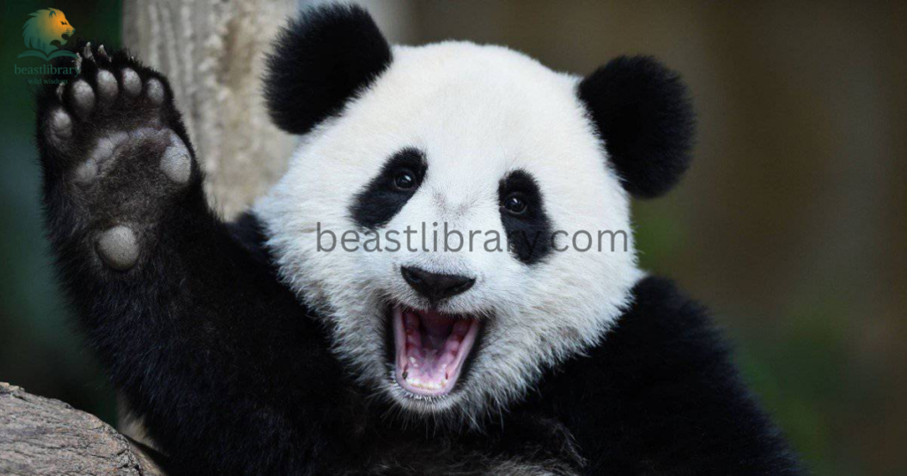 pandas- Animals With Lowest IQ