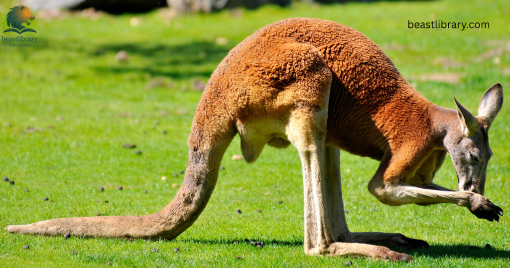 Animals With Long Legs-kangaroo