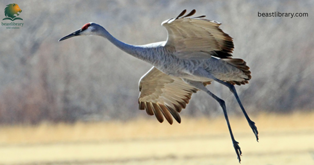 Animals With Long Legs-Sandhill crane