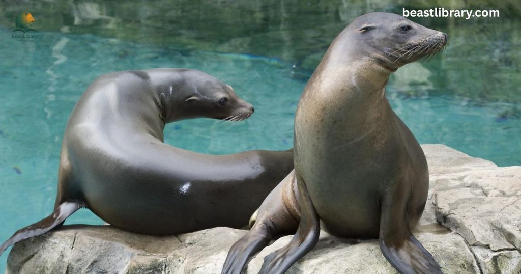 Seals