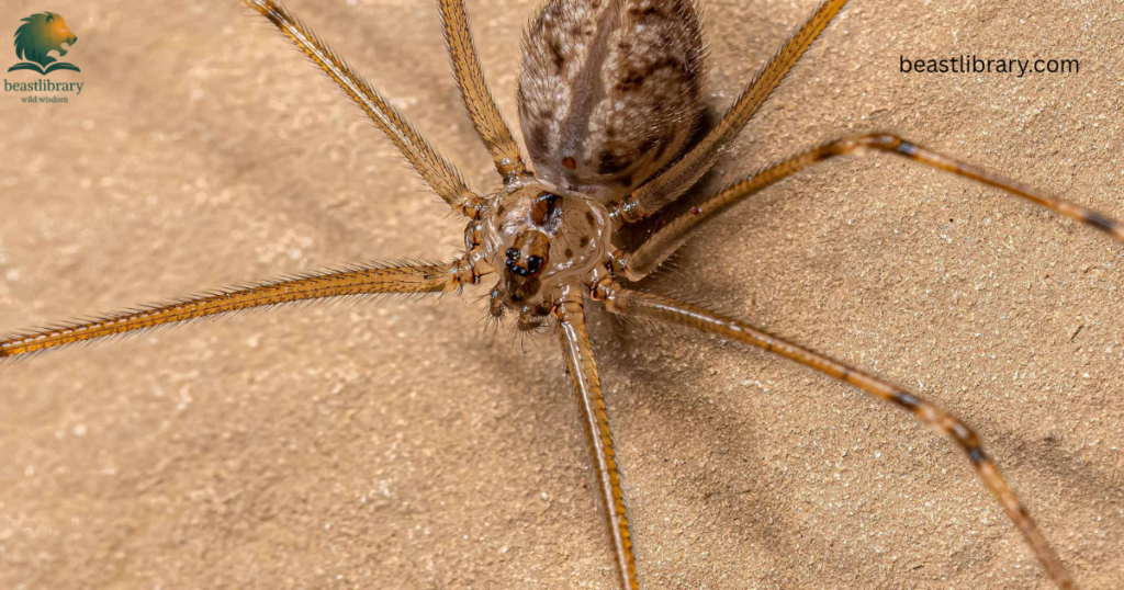 Animals With Long Legs-Fishing spider