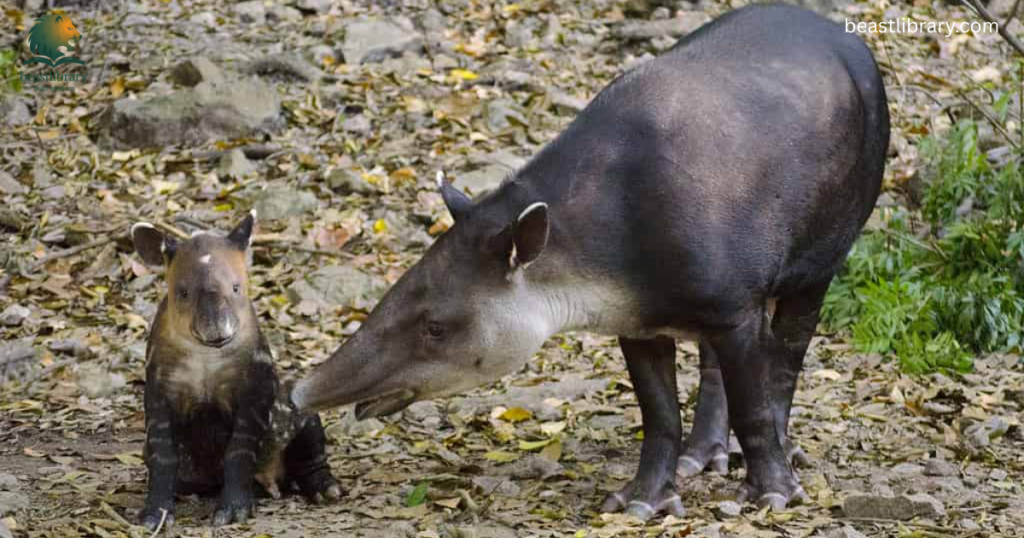 Animals with Trunks- tapirs