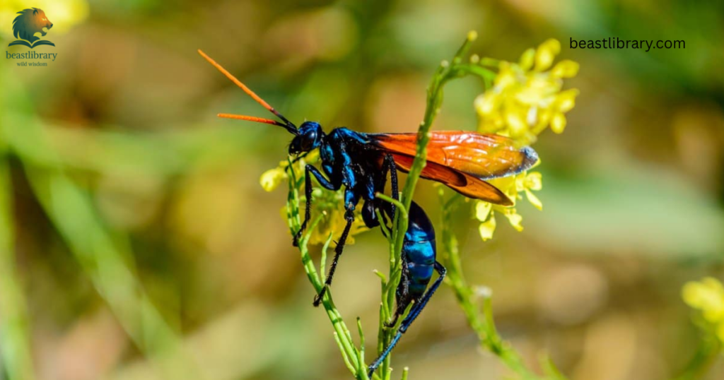 Animals With Long Legs-wasp