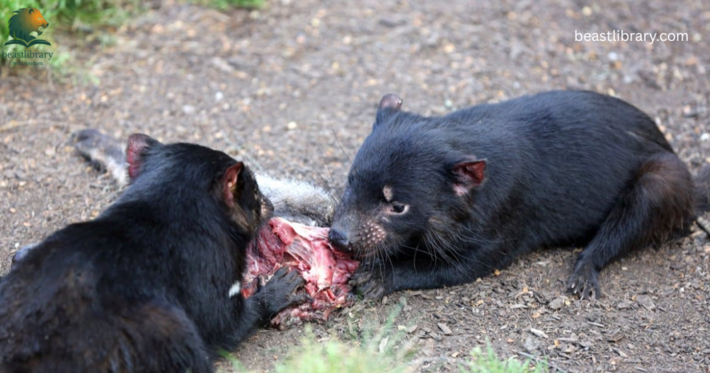 Animals That Eat a Lot-devils