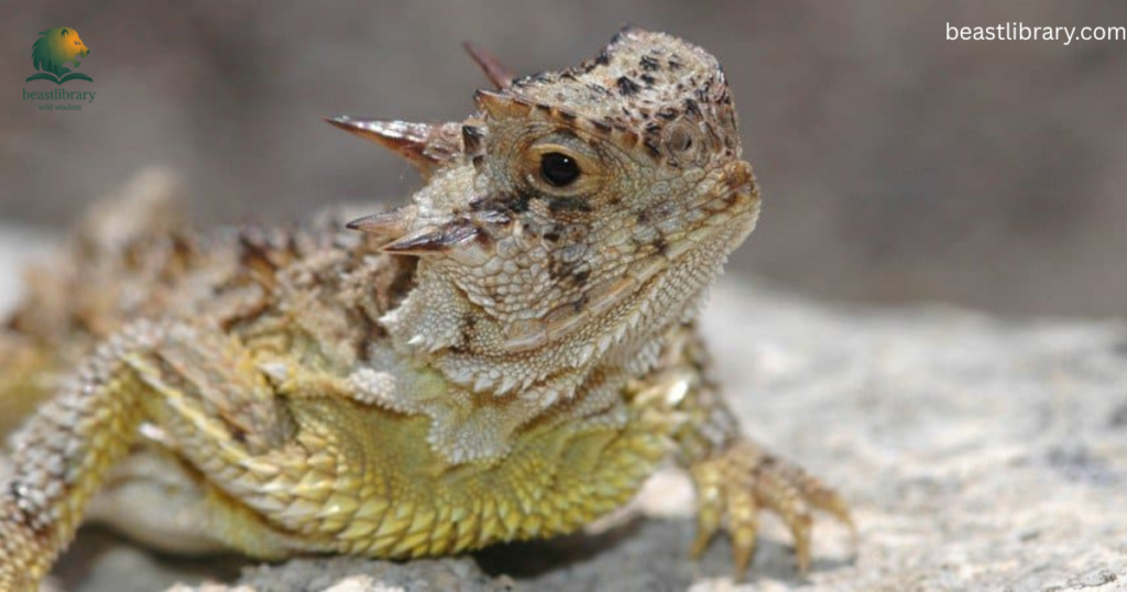 Animals with Scales