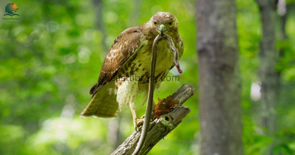 Animals That Eat Monkeys - hawks