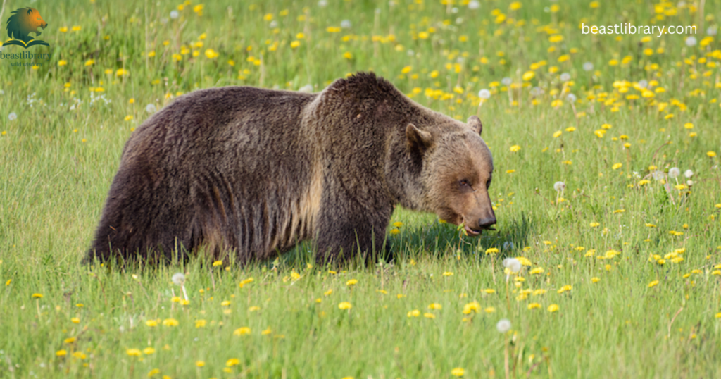 Animals That Eat a Lot-bear
