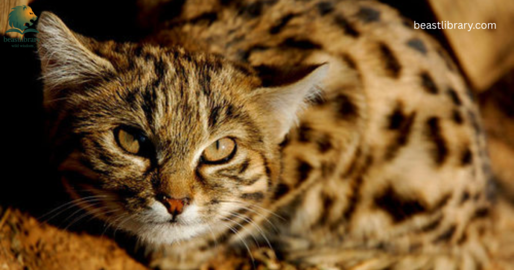 Animals That Eat a Lot-cat