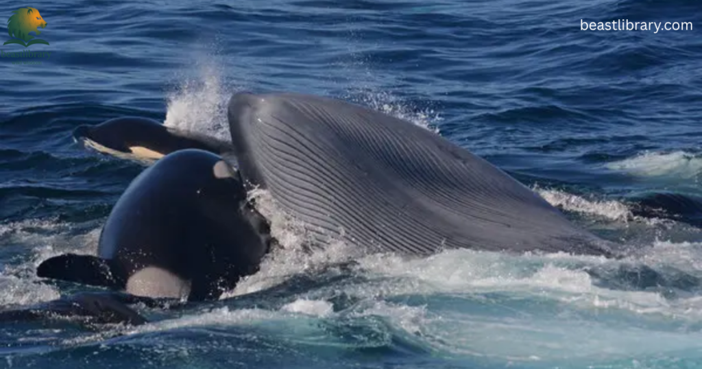 Animals That Eat a Lot-blue whale