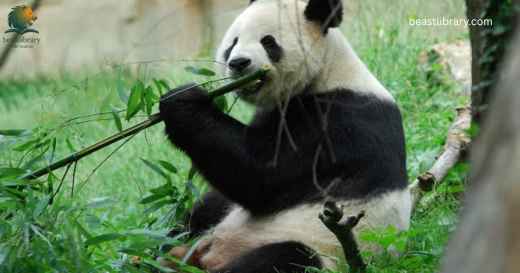Animals That Eat a Lot-giant pandas