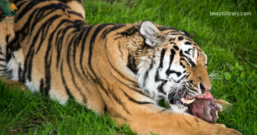 Animals That Eat a Lot-tiger