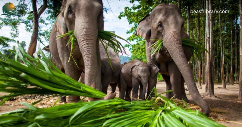 Animals That Eat a Lot-elephant