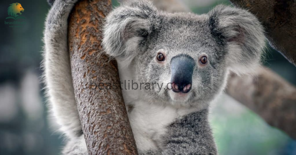 koalas- Animals With Lowest IQ